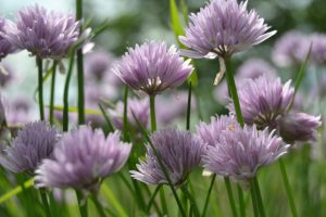 juhannus ja heppaleiri 2013 139